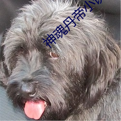 神魂丹帝小说