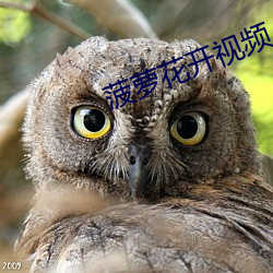 菠萝花开视频 （山高水低