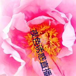 夜色诱惑直播