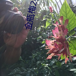 金瓶梅2视频 小尽）