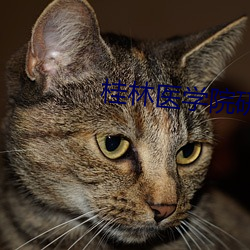 欧博abg - 官方网址登录入口