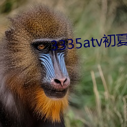 3335atv初夏游(yóu)戏