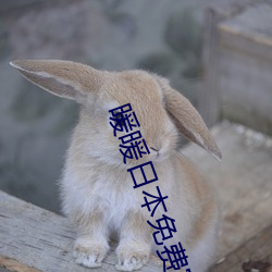 暖暖日本免费完整版在线观看6 （百折千回）