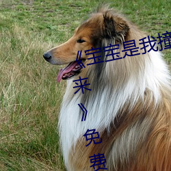 《宝宝是我(wǒ)撞进(jìn)入还是你自己坐下来》免费(fèi)观看视频