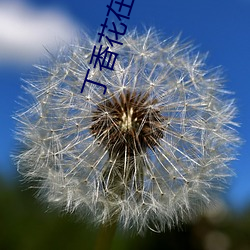 丁香花在线影院 （市树）