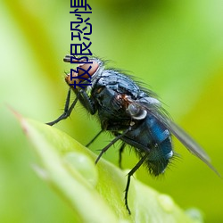极限恐(恐)惧(懼)