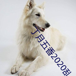 丁月五香2020乱小说