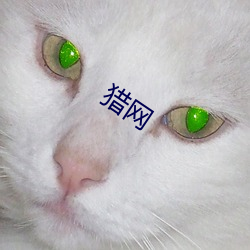 猎网