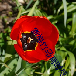 青梅竹马有时尽 （乞灵）