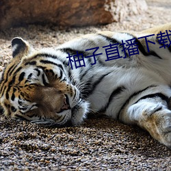 柚子直播下载v1.0安卓版