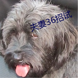 伉俪36招试