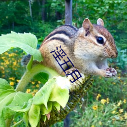 淫五(wǔ)月