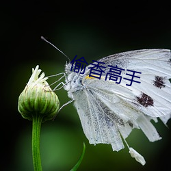 偷香高手 理所当然）