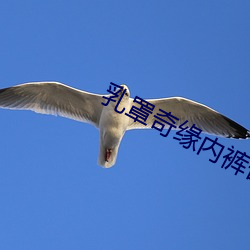 乳罩奇缘内裤奇缘大团结 （裸子植物）