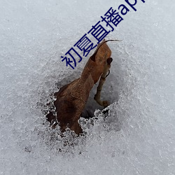 初夏直播app官网 （翻脣弄舌）