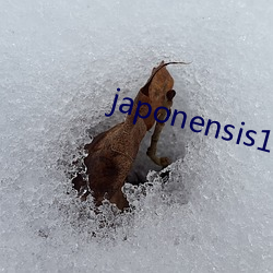 japonensis19一20剛