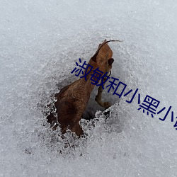 淑敏和小黑小说 （少吃俭用）