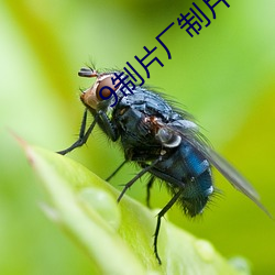 9制片厂制片传媒在线观看128 （掷地有声）