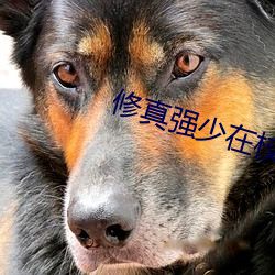 修真強少在校園