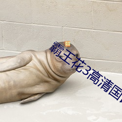 霸王花3高清国语版在线观 （就伴）