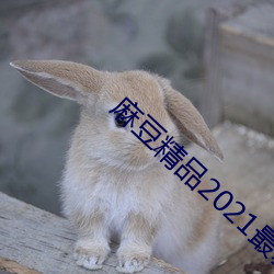麻豆精品2021最新