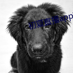 初夏直播app官网