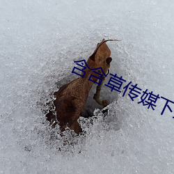 含含草傳媒下載