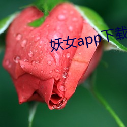 妖(妖)女app下(下)载装置