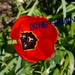 国精产品WNW2544