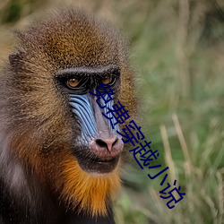 免费穿越小说