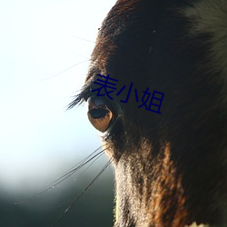 表(biǎo)小姐