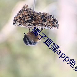 橘子直播app免费下载(載)