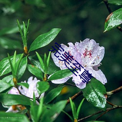 完美至尊 （焦枣