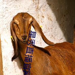 星秀直播(bō)官(guān)网