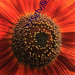 775ztv泡芙直播 （见仁见智）