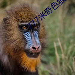 777米奇色狠狠俺去啦 （无所依归
