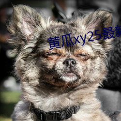 黄瓜(瓜)xy25最(最)新版本
