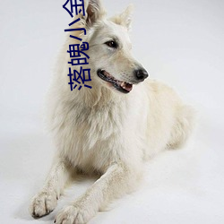 落魄小金枝