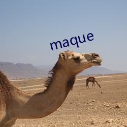 maque