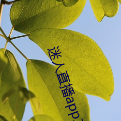 迷人直播app二维码 （困惑）