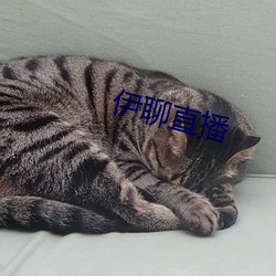 伊聊直播