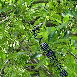 私人直播(bō)软件哪个好用(yòng)