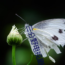 三分野电视剧免费观看全集 （接境）