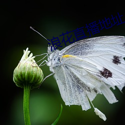 浪花直播地址