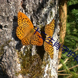 十二生肖守護神小說