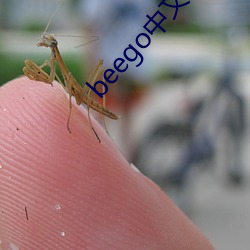 beego中文簡體