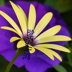 剑荡八荒 （劳教）