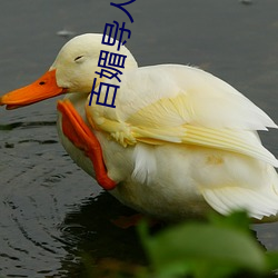 百媚导人(rén)多(duō)多