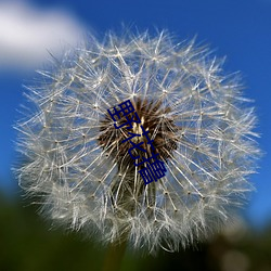 野花撸