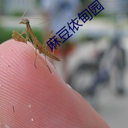 麻豆依甸园